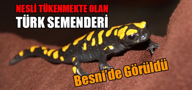 Besni´de Türk Semenderi Görüldü