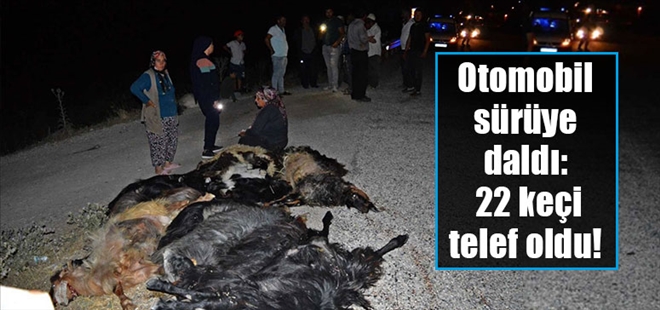 Otomobil keçi sürüsüne çarptı: 22 keçi telef oldu