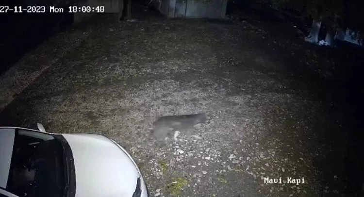 Diyarbakır’da evin önünden geçen kurt kameraya takıldı