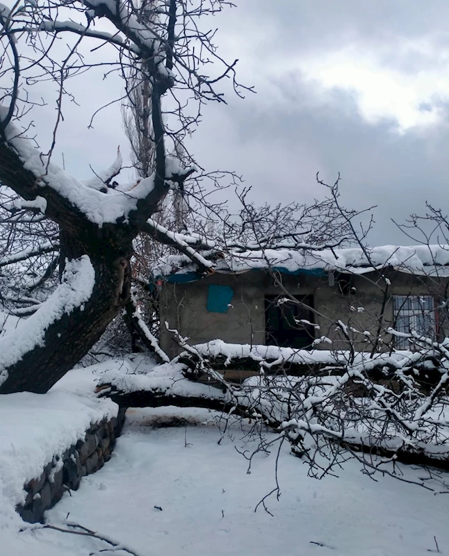 Şırnak’ta fırtına nedeniyle ağaç devrildi