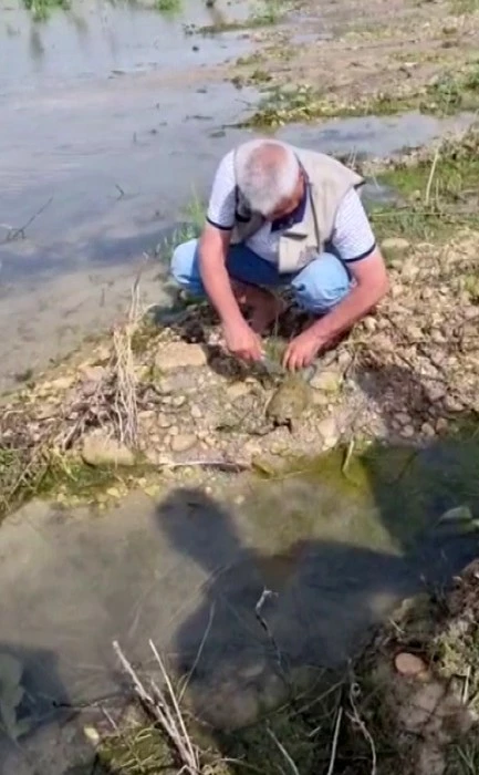 Balıkçı ağına takılan Fırat kaplumbağası kurtarıldı