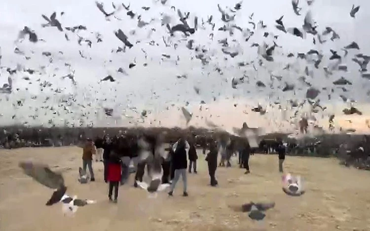 Gazze’deki çocukların özgürlüğü için binlerce güvercin gökyüzüne bırakıldı