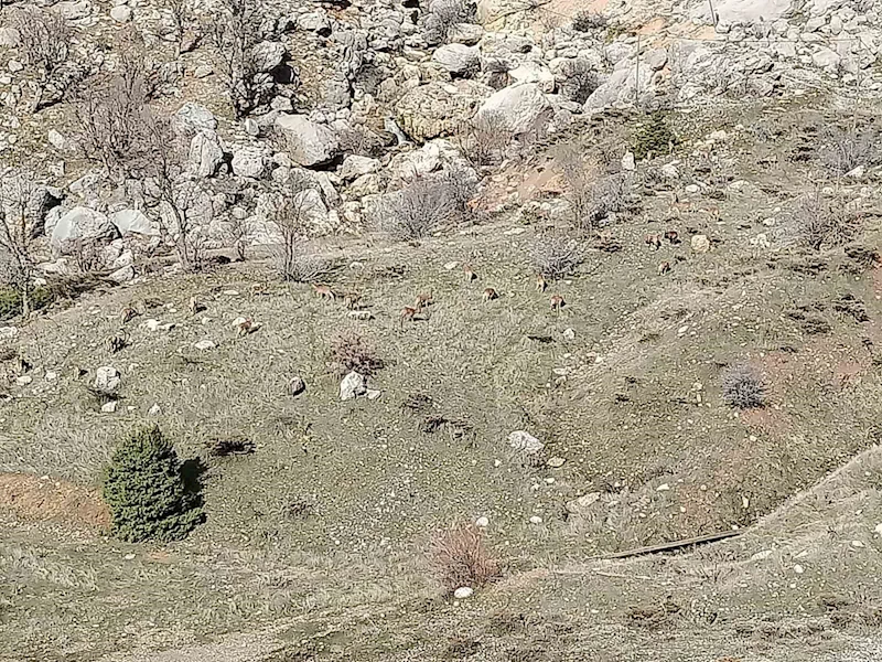 Sincik’te dağ keçileri sürü halinde görüldü