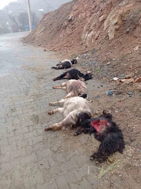 Sokak köpekleri 15 keçiyi telef etti