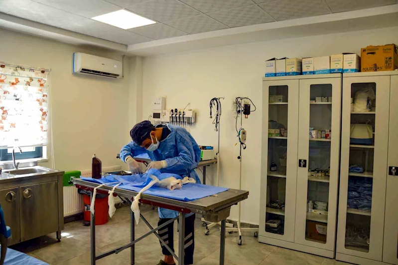 Hayvan Bakımevi ve Rehabilitasyon Merkezi bin 116 ihbara müdahale etti
