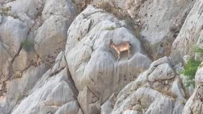 Adıyaman’ın Sincik ilçesinde dağ keçileri sürü halinde ilçe girişindeki boğaz