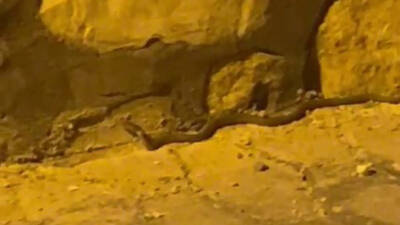 Adıyaman merkez Altınşehir Mahallesi'nde kaldırım üzerinde görülen yılan, çevrede korkuya