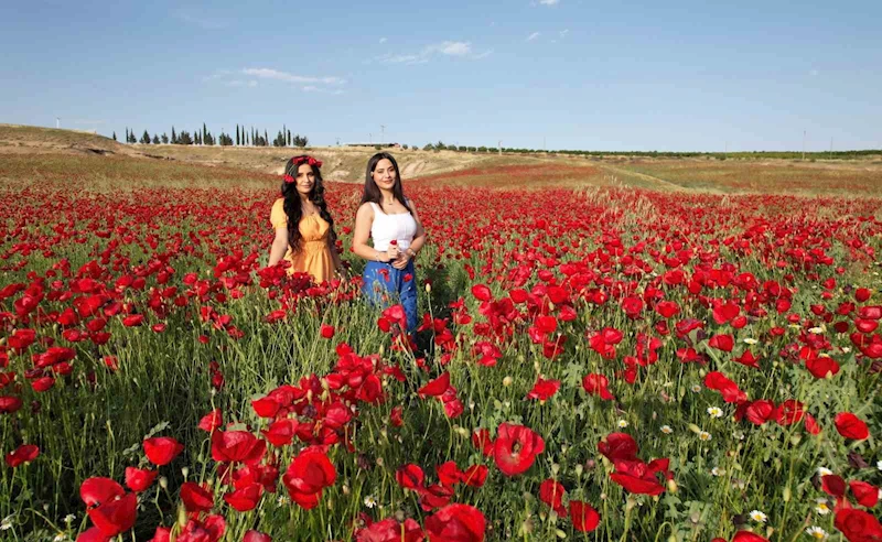 Adıyaman’da nohut tarlalarında açan