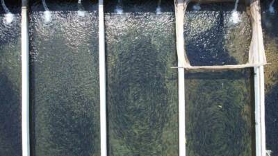 Tarım ve Orman Bakanlığı tarafından hayvan sahiplerine ve işletmelere verilen