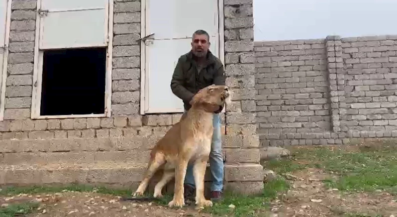 Kuzey Irak’ın Duhok şehrinde