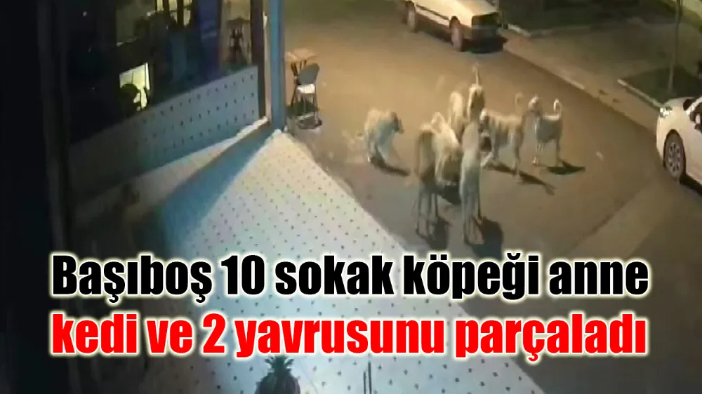 Adıyaman’da 10 başıboş sokak