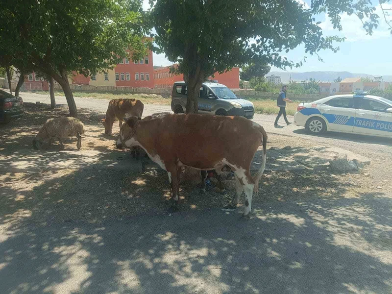 Batman’da başıboş hayvanların sahiplerine