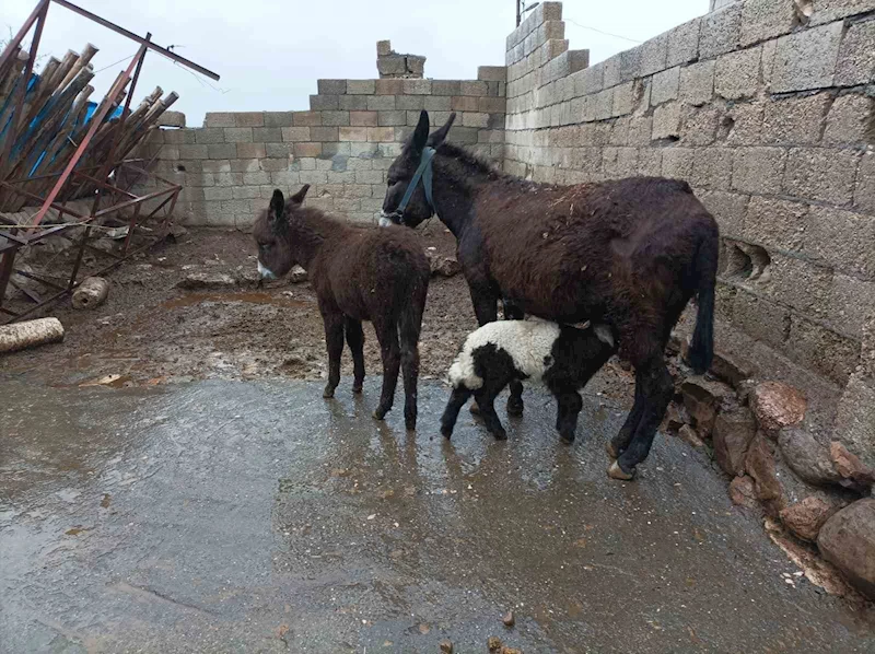 Adıyaman’ın Besni ilçesinde annesinin