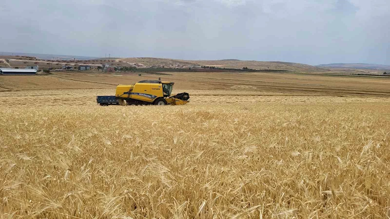 Biçerdöverlerin arpa tarlalarına girdiği