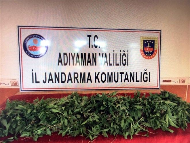 Adıyaman´ın Kahta ilçesinde buğday