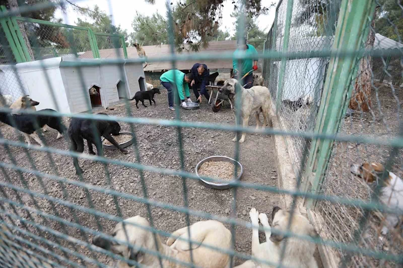 Büyükşehir’in sokak hayvanları için