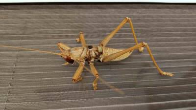 ADIYAMAN’DA GÖRÜLEN ETÇİL ÇEKİRGE BÜYÜKLÜĞÜ İLE DİKKAT ÇEKTİ.