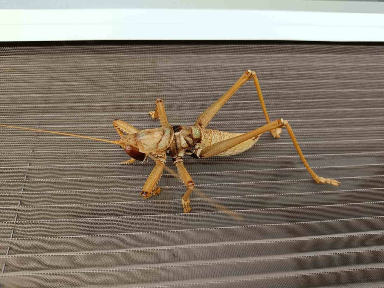 ADIYAMAN’DA GÖRÜLEN ETÇİL ÇEKİRGE BÜYÜKLÜĞÜ İLE DİKKAT ÇEKTİ.