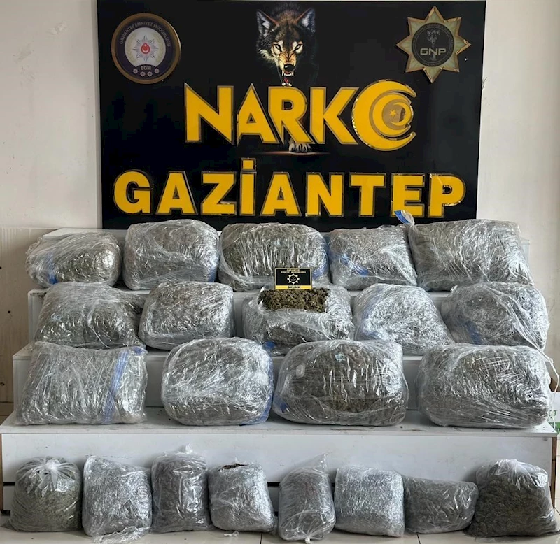 Gaziantep’te 78 kilogram skunk