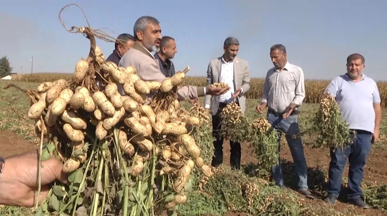 Şanlıurfa’nın Harran Ovasında, çiftçi