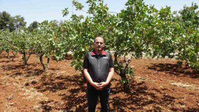 GAZİANTEP'TE YEŞİL ALTIN OLARAK BİLİNEN ANTEP FISTIĞINDA HASADA KISA SÜRE