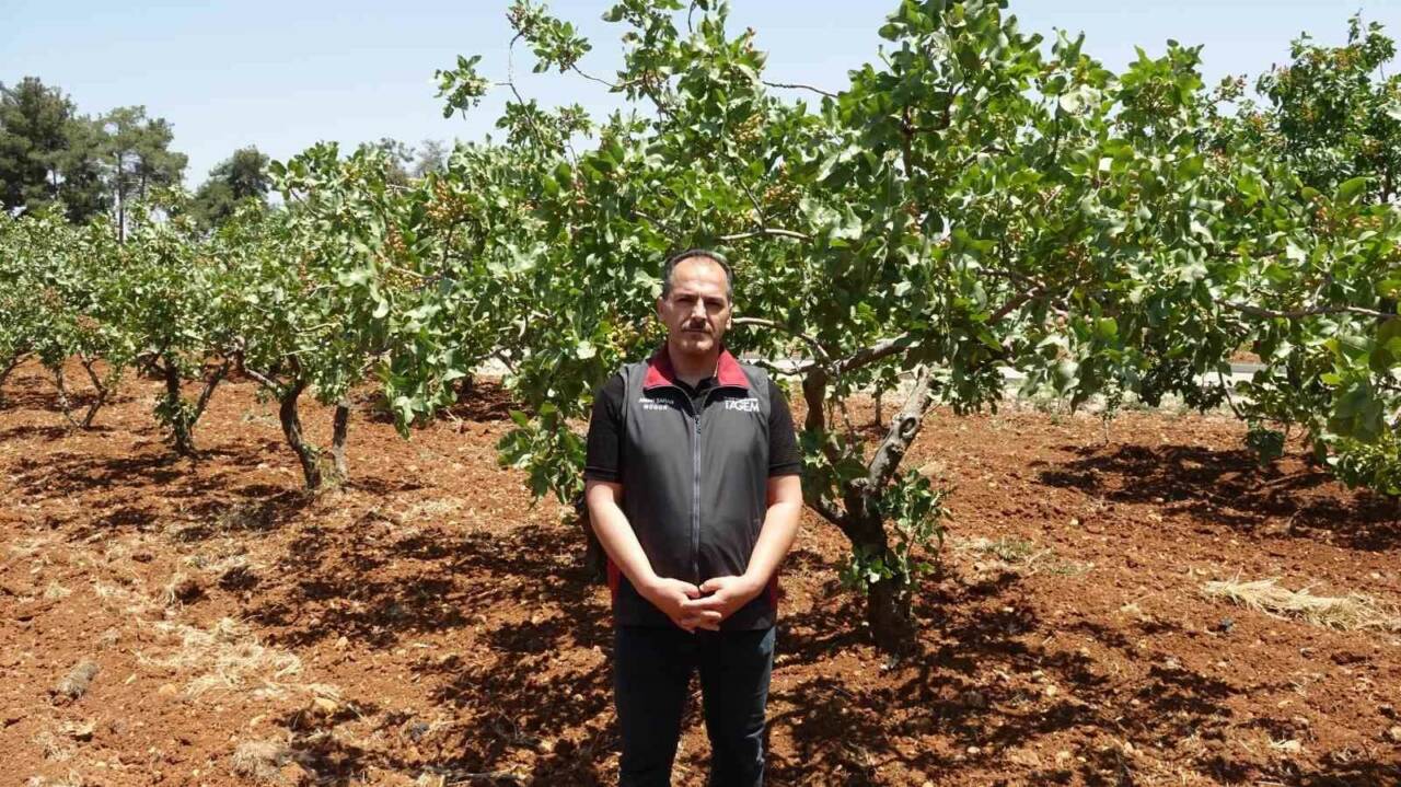 GAZİANTEP'TE YEŞİL ALTIN OLARAK BİLİNEN ANTEP FISTIĞINDA HASADA KISA SÜRE