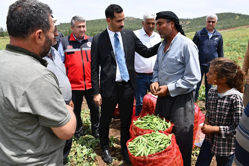 Gaziantep'in İslahiye ilçesinde bezelye