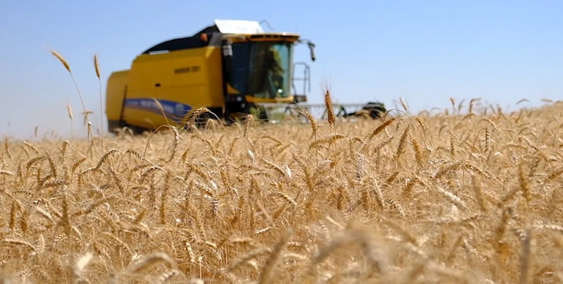 Kızıltepe Ovası’nda buğday hasadı