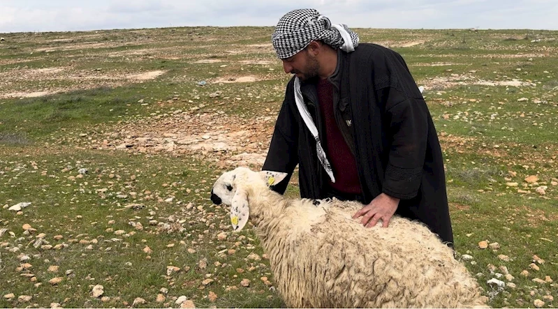 Koruma altına alınan Suruç