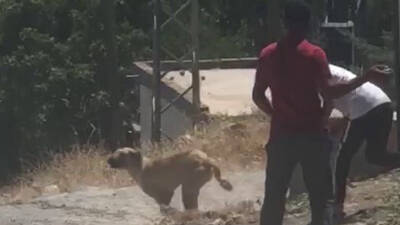 Adıyaman’da, iki genç başıboş sokak köpeğini taşlayarak yaraladı.