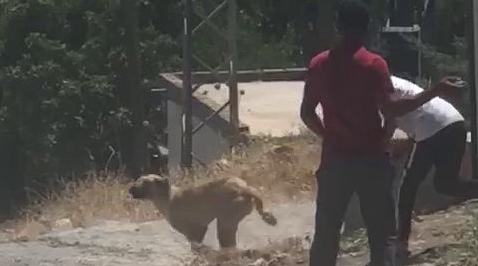 Başıboş köpeği taşlayarak yaraladılar