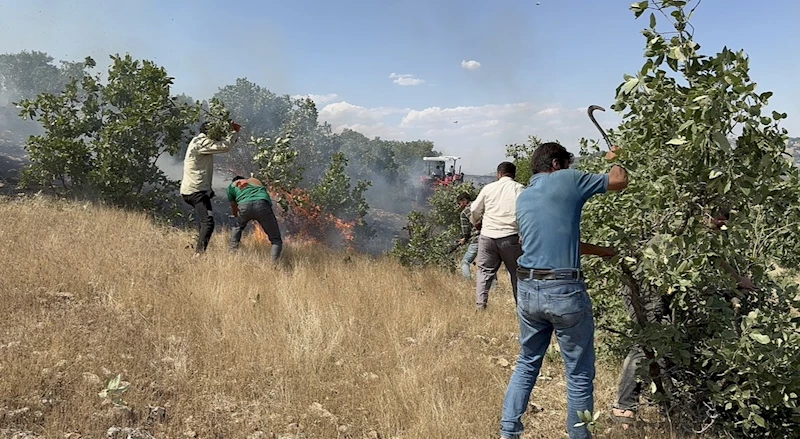 Mazıdağı’nda 20 dönüm ekili