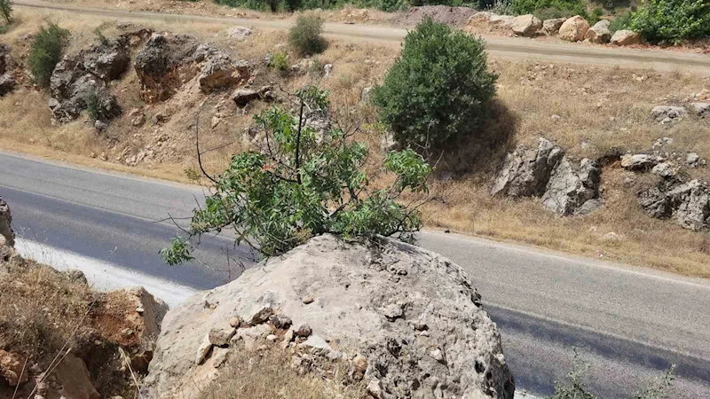 Adıyaman’da menengiç bitkisinin kökleri