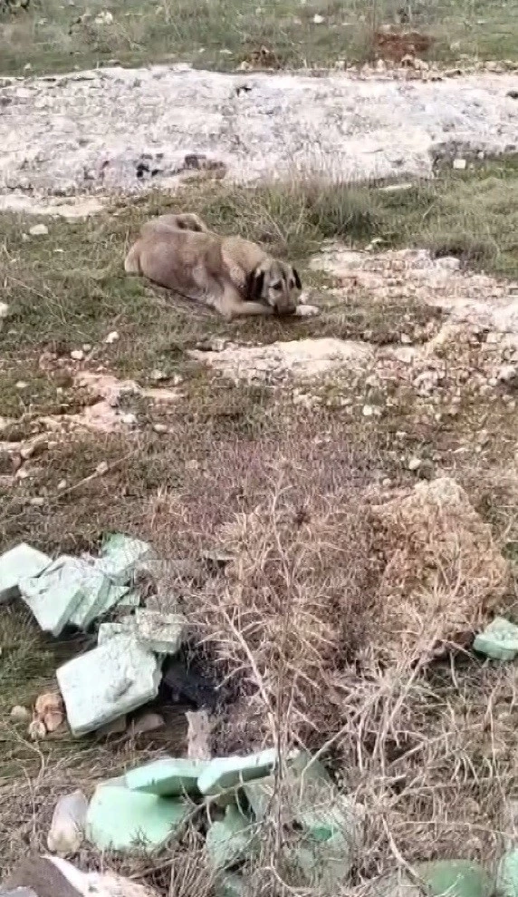 Moloz ve kaya yığınına