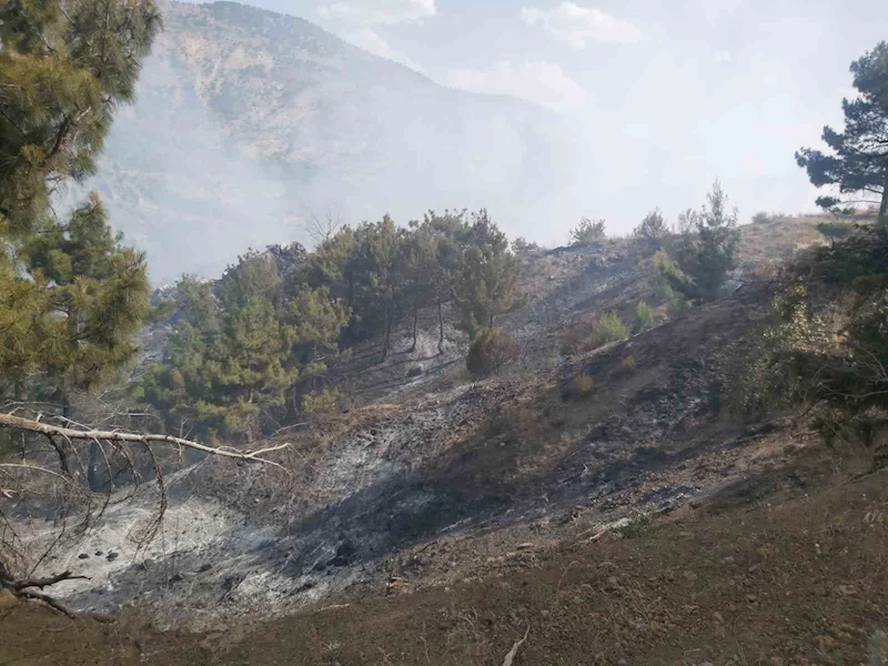 Adıyaman’ın Gölbaşı ilçesinde ormanlık