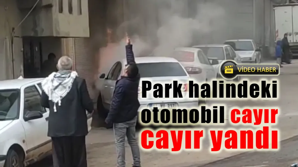 Park halindeki otomobil cayır