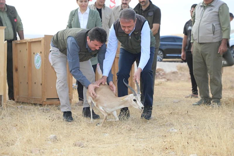 Şanlıurfa’da yetiştirilen 20 ceylan