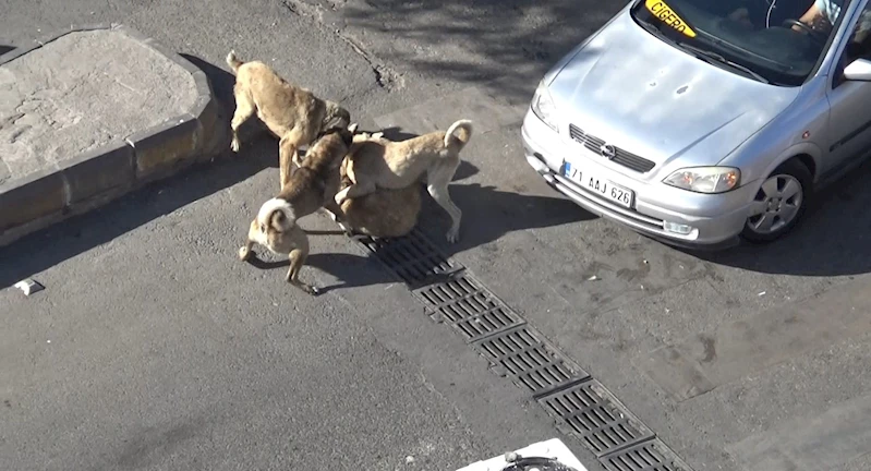 Şanlıurfa’da başıboş köpeklerin kavgasını