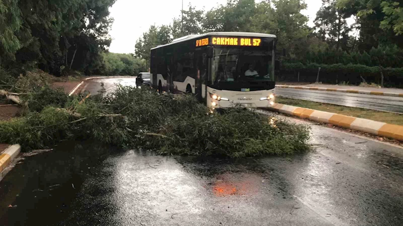 Şanlıurfa’da fırtınada ağaçlar devrildi,