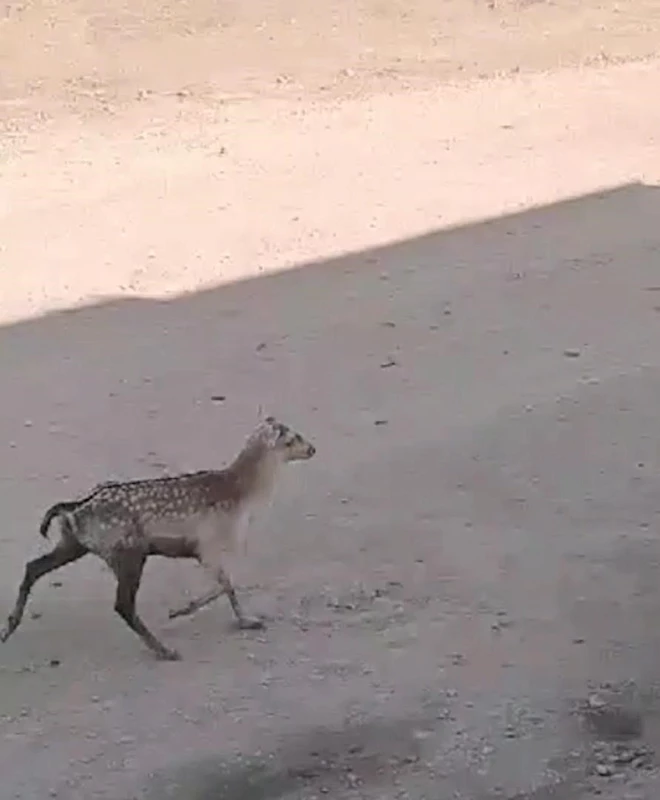 Şanlıurfa’da ilk defa Alageyik