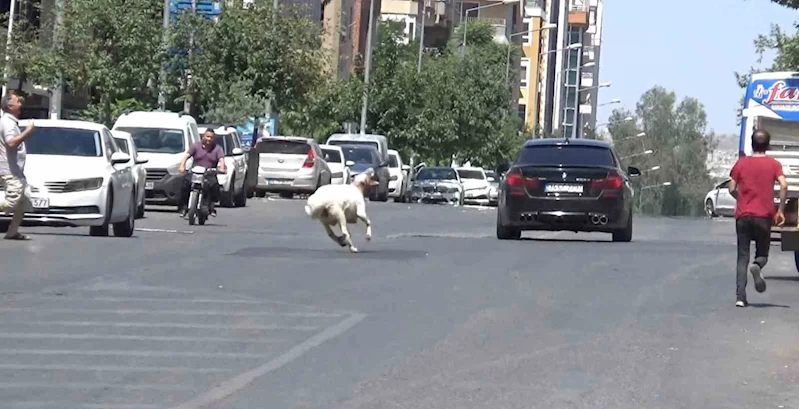 Şanlıurfa’da kaçan kurbanlık koç