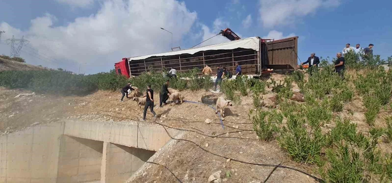 Şanlıurfa’da küçükbaş hayvanları taşıyan