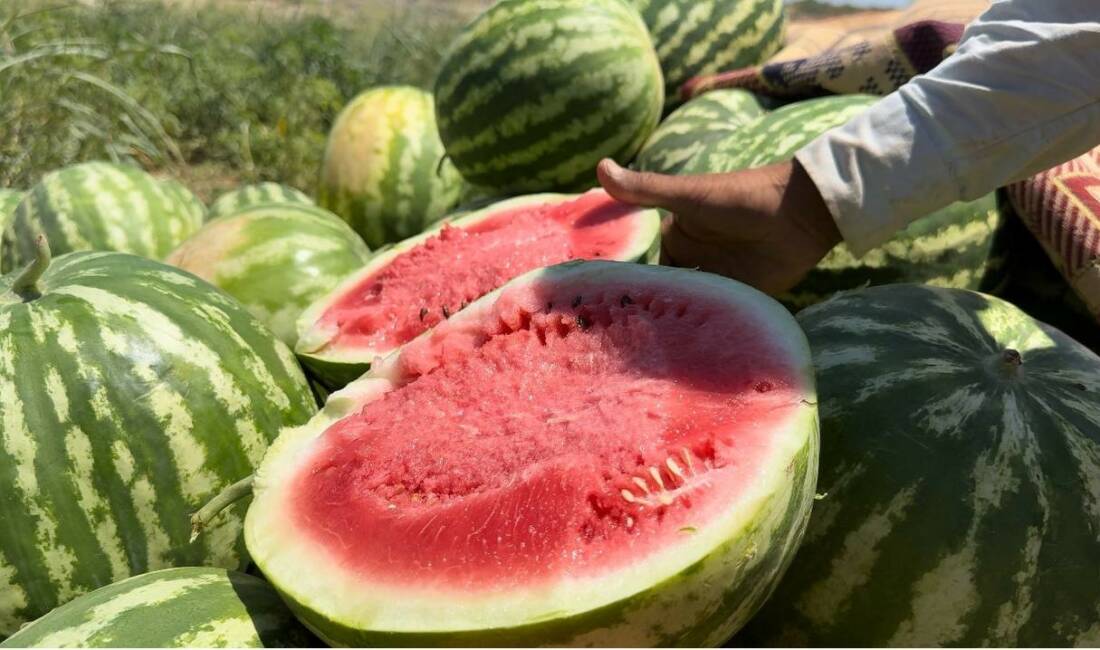 Şanlıurfa’nın Suruç ilçesinde ova