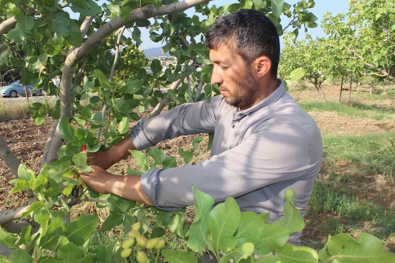 Siirt fıstığının aşılama dönemi