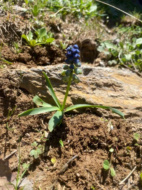 Siirt’te Dünya Doğa ve