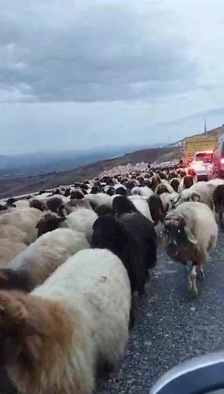 Siirt’te yaylaya giden koyun