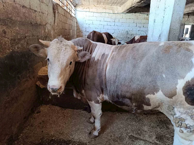 Siirt’te kurban kesim ücretleri