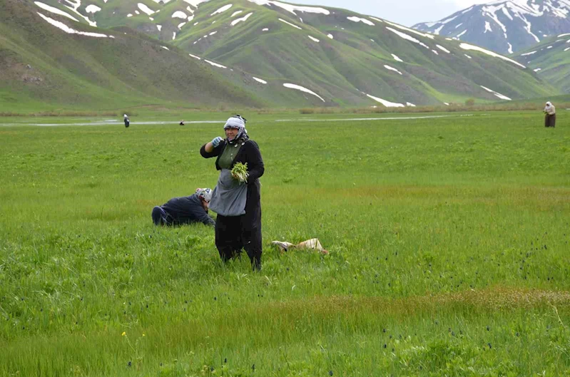 Şırnak’ta ’sirik’ otu için