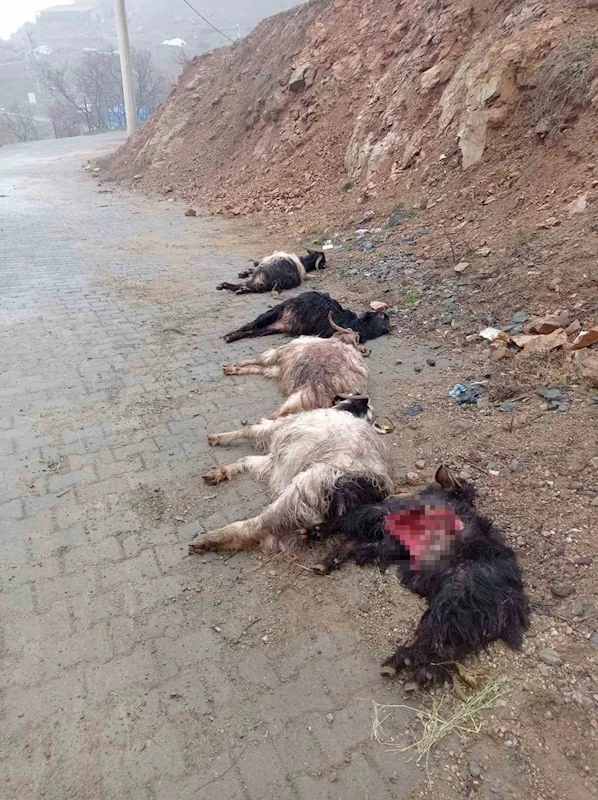 Sokak köpekleri 15 keçiyi