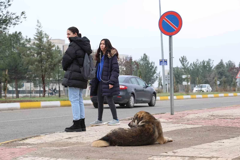 Sokak köpekleri için barınak